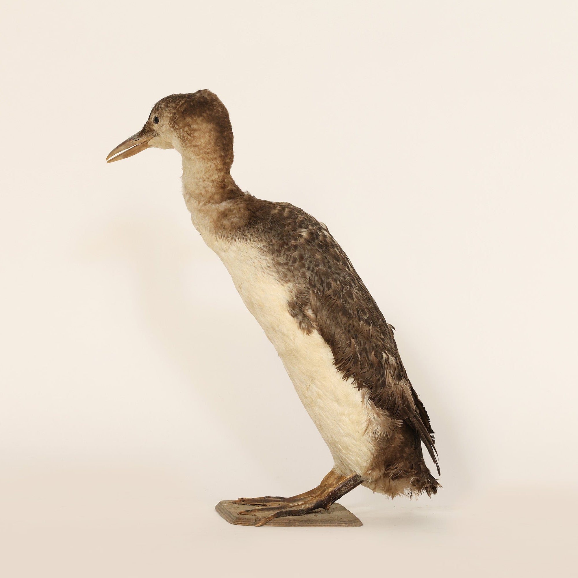 Duck taxidermy mount on a beige background