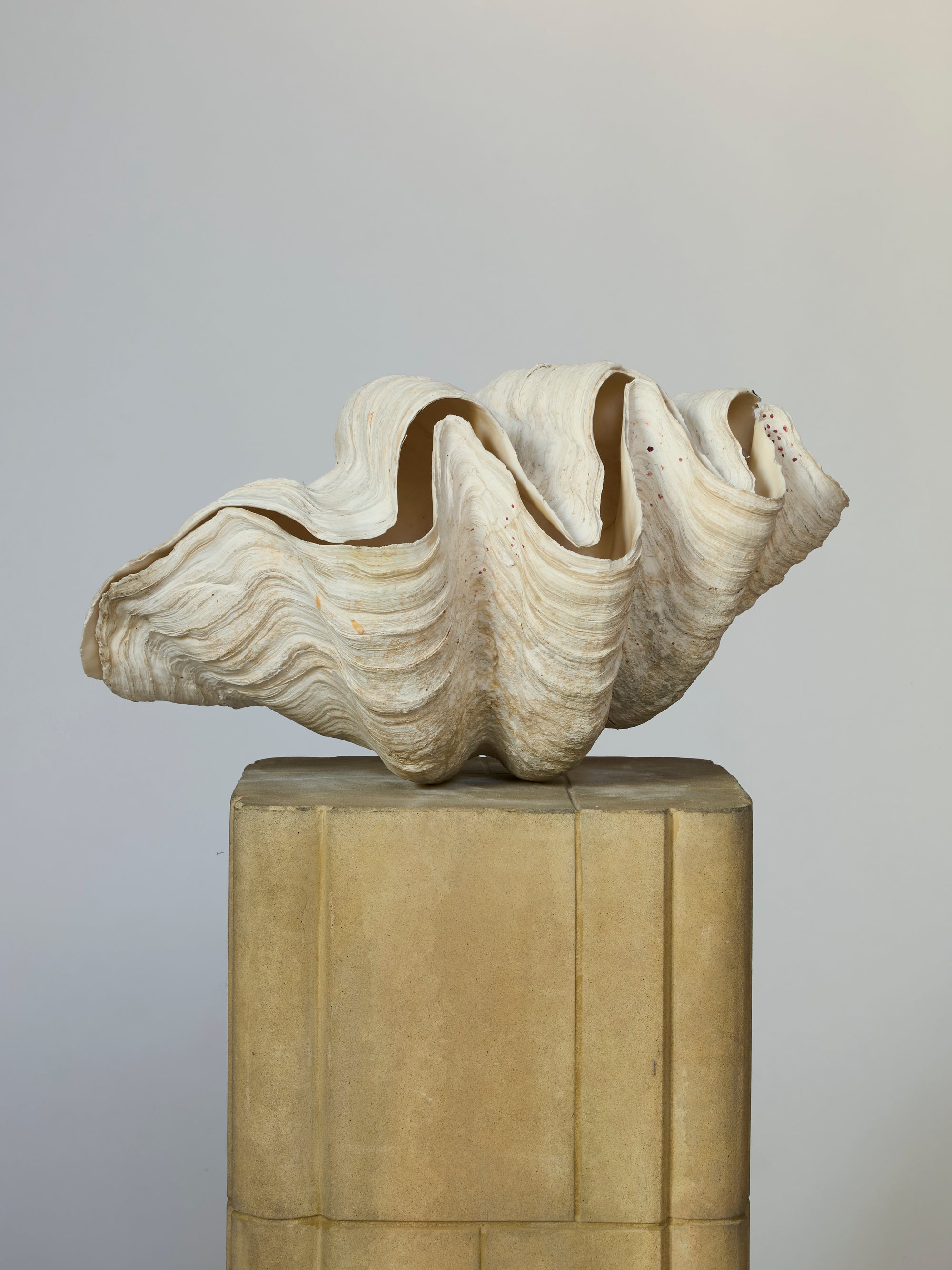 The Monumental Natural Shell Sculpture, a large white ridged clam shell displayed open and upright, rests on a beige stone pedestal against a plain light gray background.