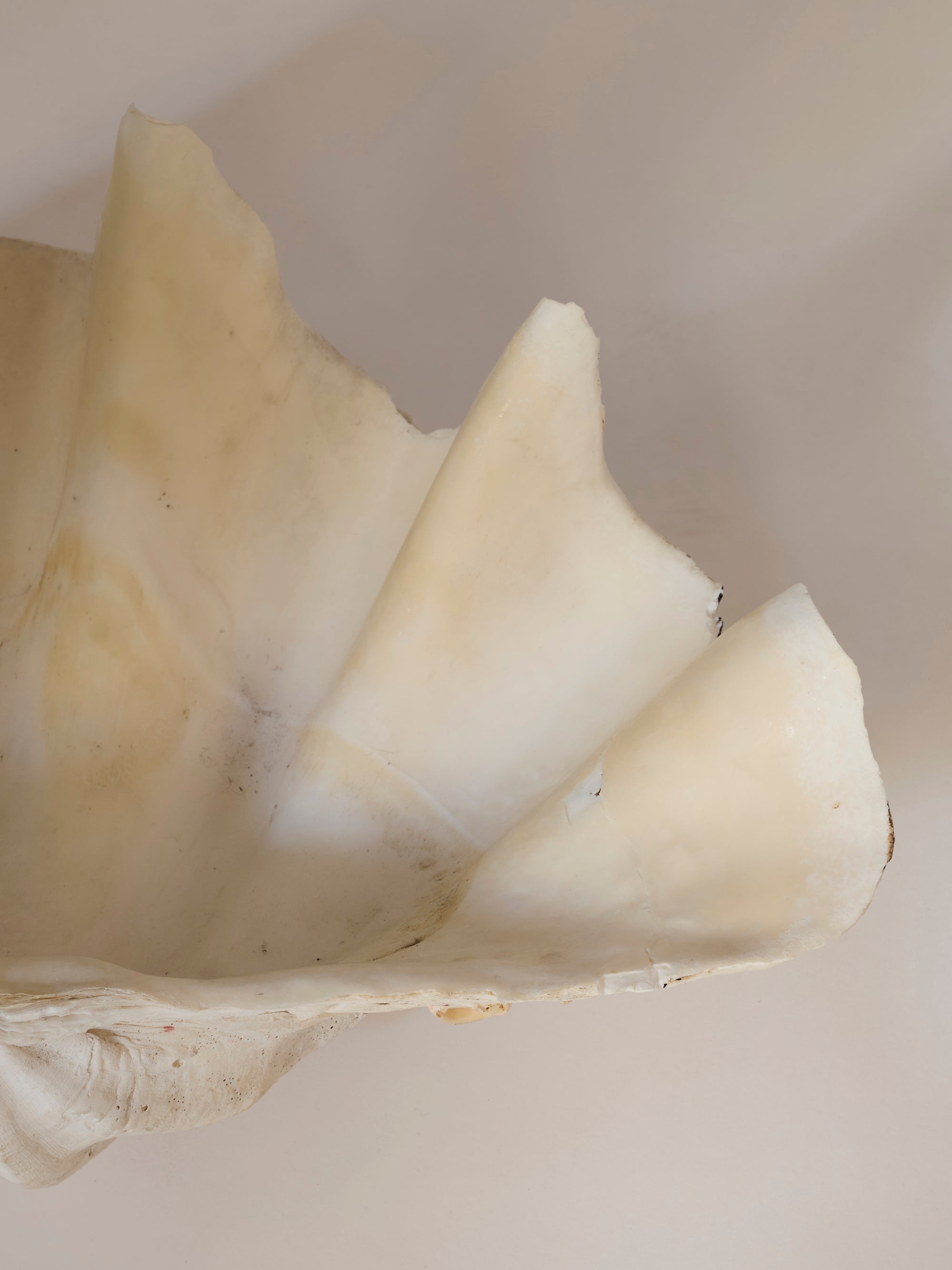 The Monumental Natural Shell Sculpture features a large, pale cream genuine shell with smooth, wavy-edged ridges, elegantly displayed against a neutral background and evoking the look of a delicate sculptural object.