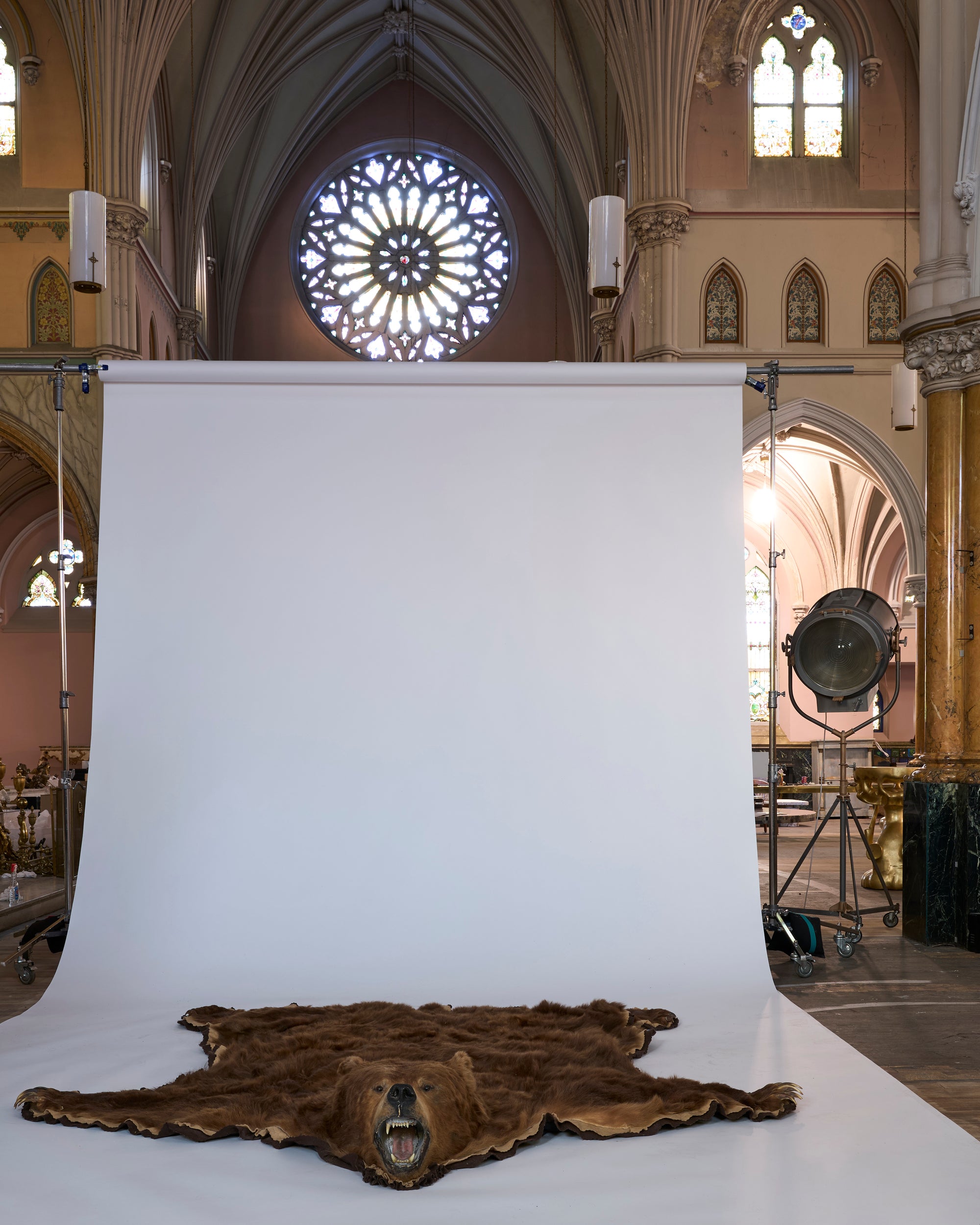 The Vintage Taxidermy Brown Bear Rug with Head is displayed on a white backdrop in a photo studio set inside a grand church featuring stained glass windows and vaulted ceilings.