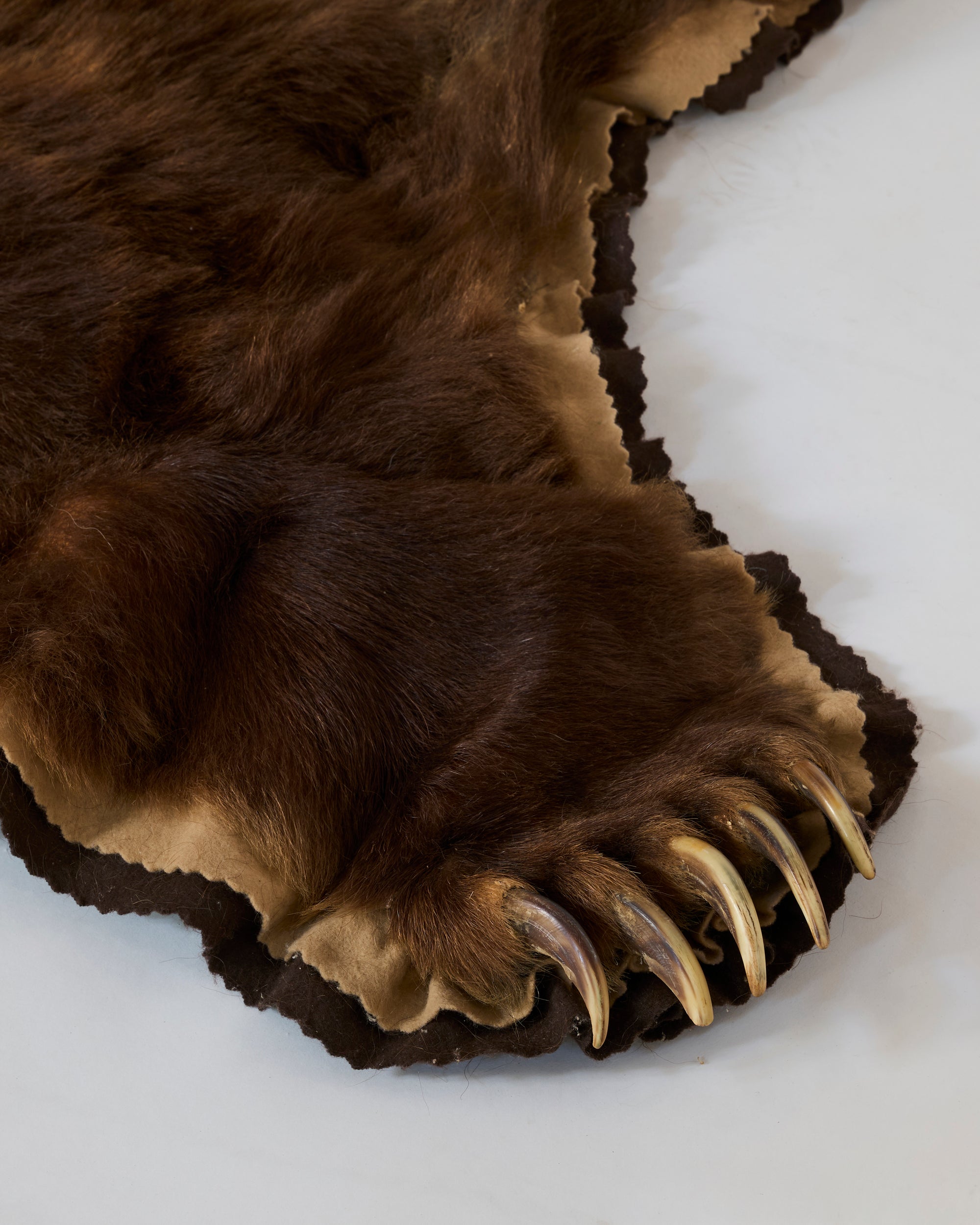 A close-up of the Vintage Taxidermy Brown Bear Rug with Head, featuring brown fur, a tan underside, and a detailed paw with long, curved claws displayed on a light surface.