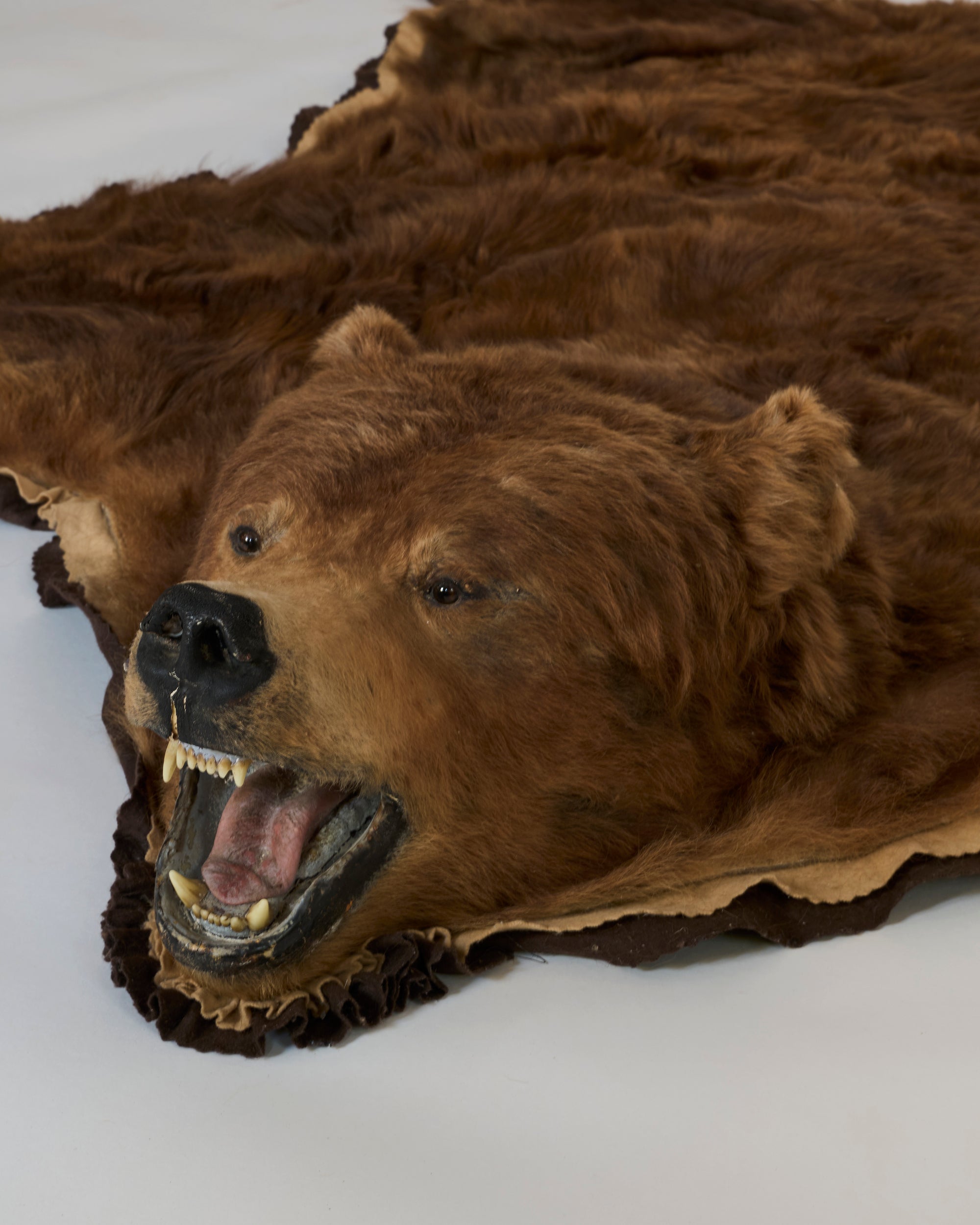 The Vintage Taxidermy Brown Bear Rug with Head features the bear’s open-mouthed head and is laid out on a light surface for a striking display.