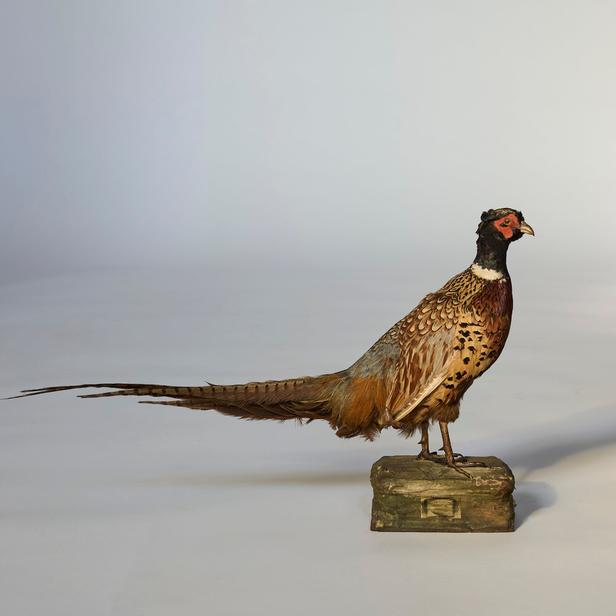 The Mounted Pheasant Taxidermy on Carved Wooden Base features a long-tailed pheasant with striking brown, white, and black markings, making it an elegant sporting décor piece set against a plain light background.
