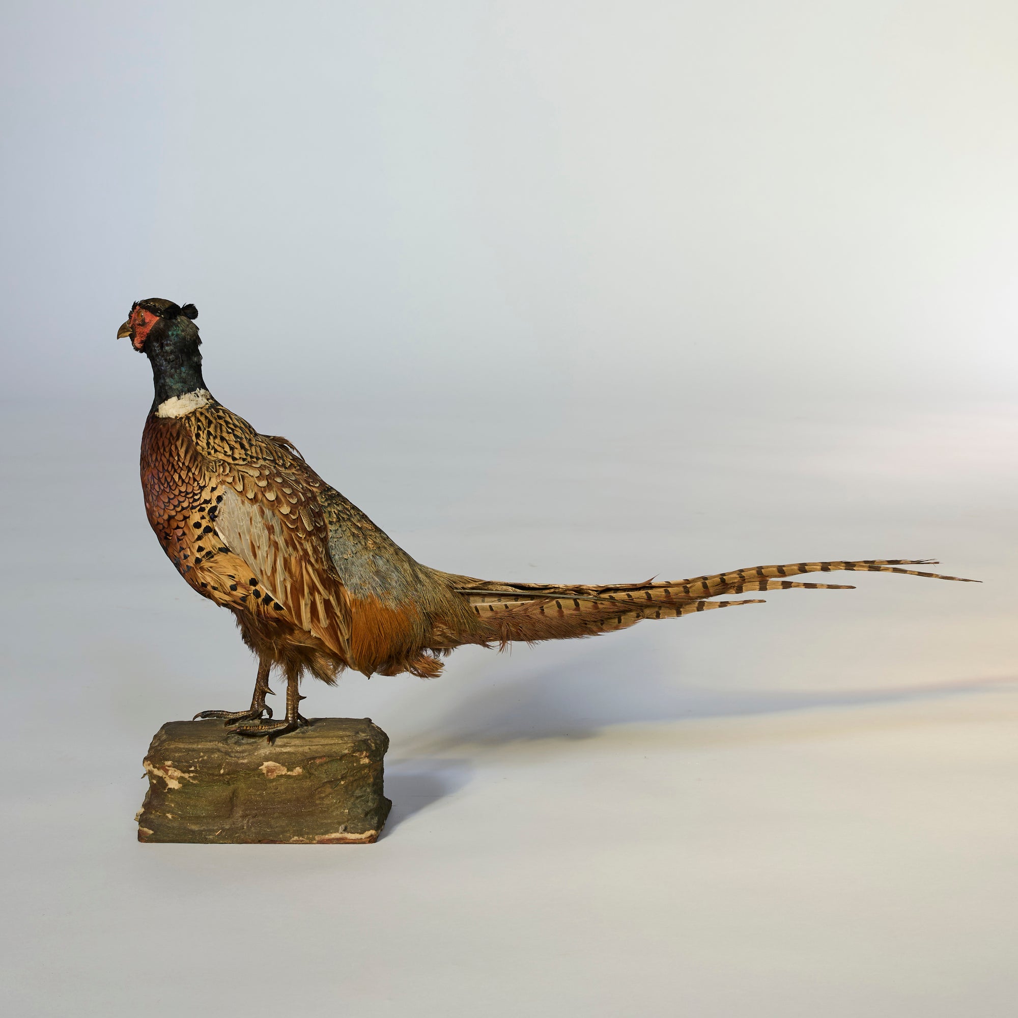 The Mounted Pheasant Taxidermy on Carved Wooden Base features iridescent brown, black, and green feathers, making it a striking decorative art piece that stands out against any plain light background.