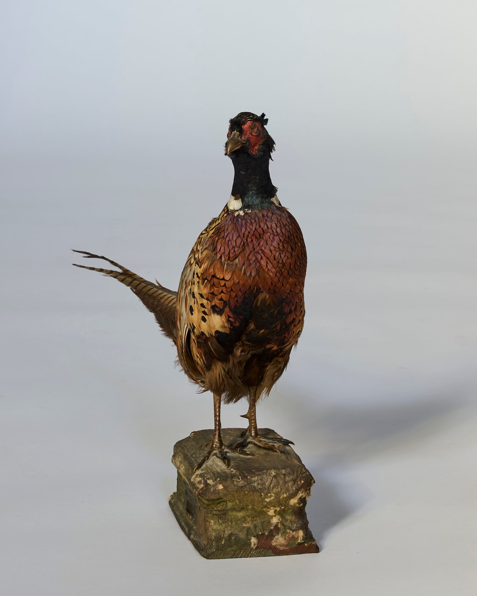 The Mounted Pheasant Taxidermy on Carved Wooden Base features vibrant plumage and stands upright, making it a striking piece for any decorative art display against a neutral background.