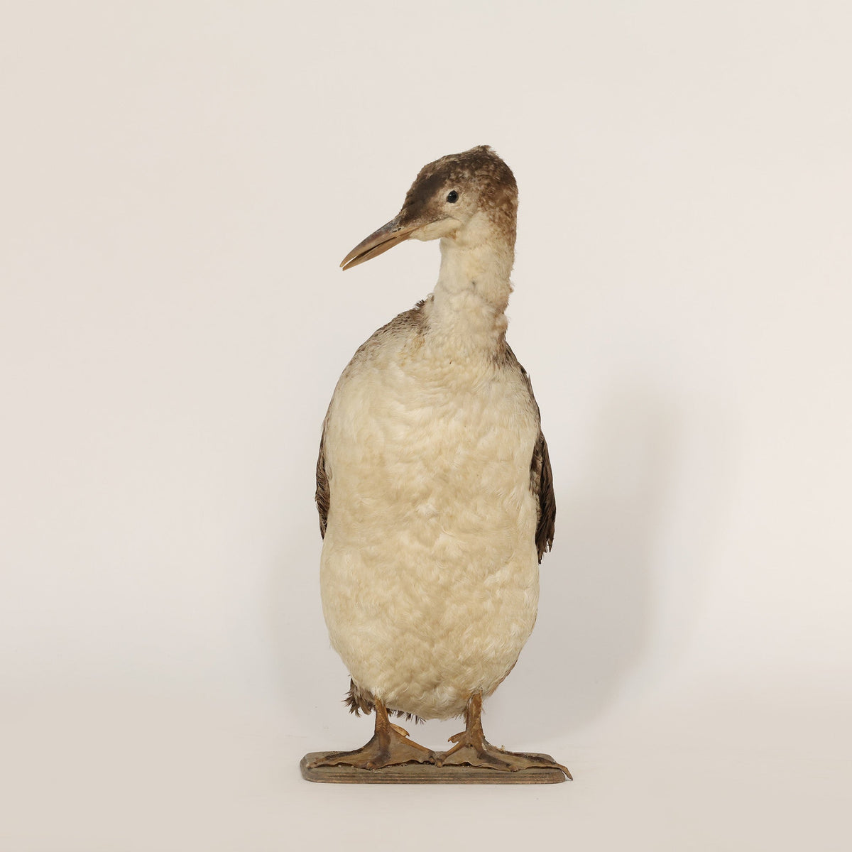 Duck-like bird on a beige background