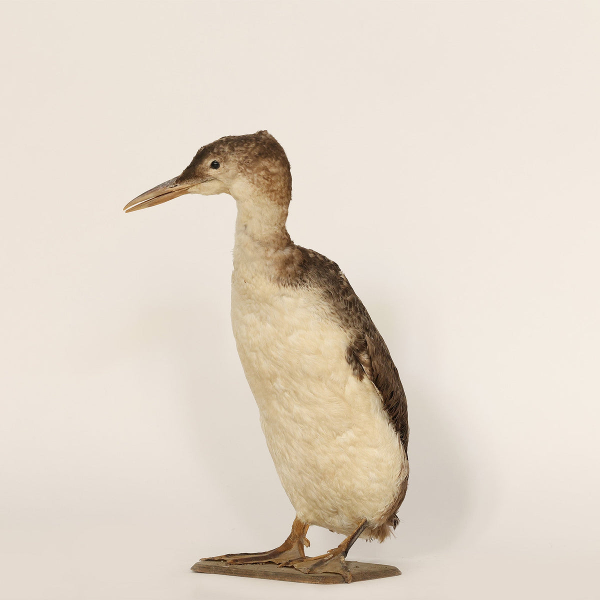Bird with a white chest and brown back on a beige background