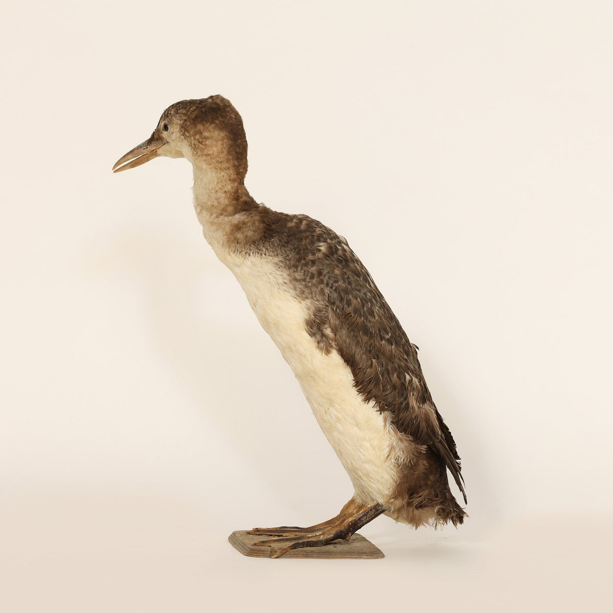 Duck taxidermy mount on a beige background