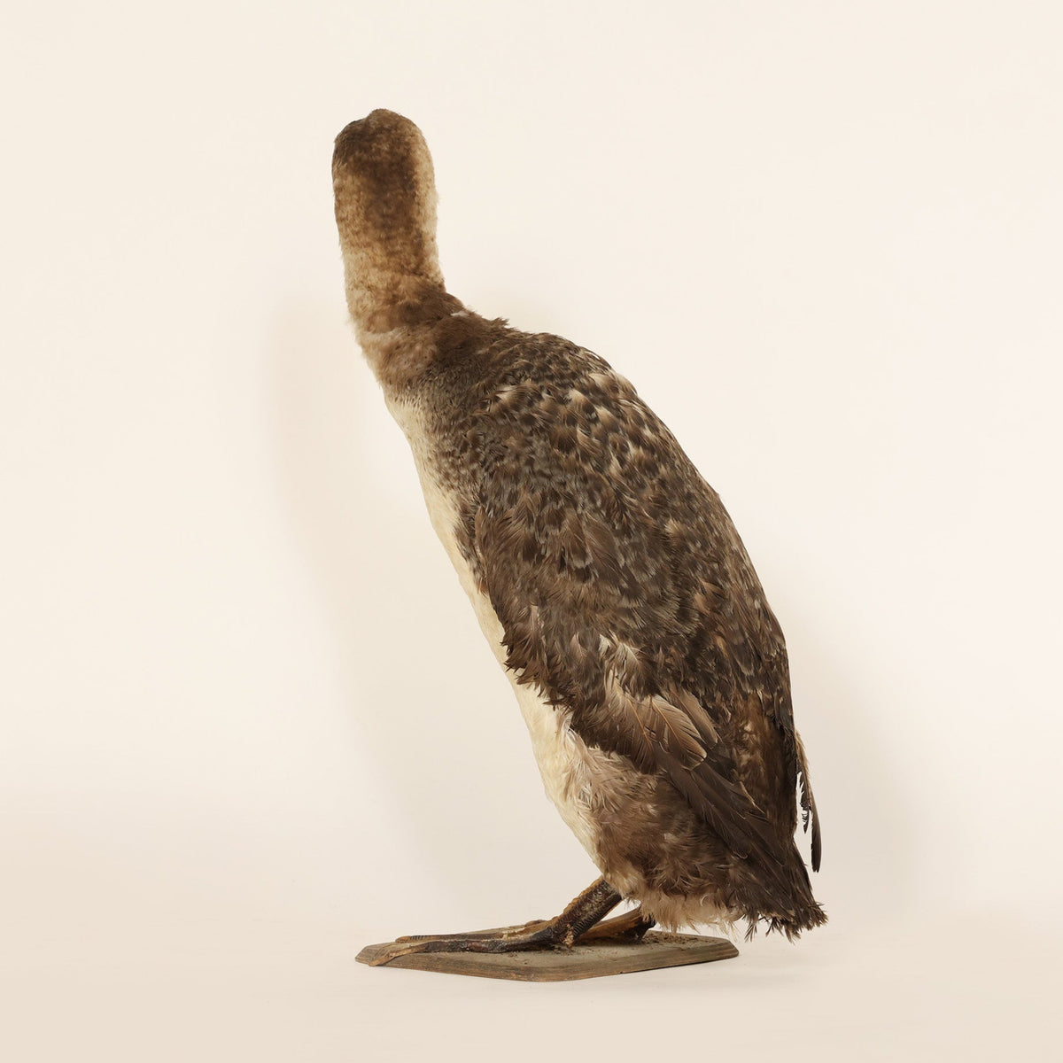 Duck-like bird on a beige background