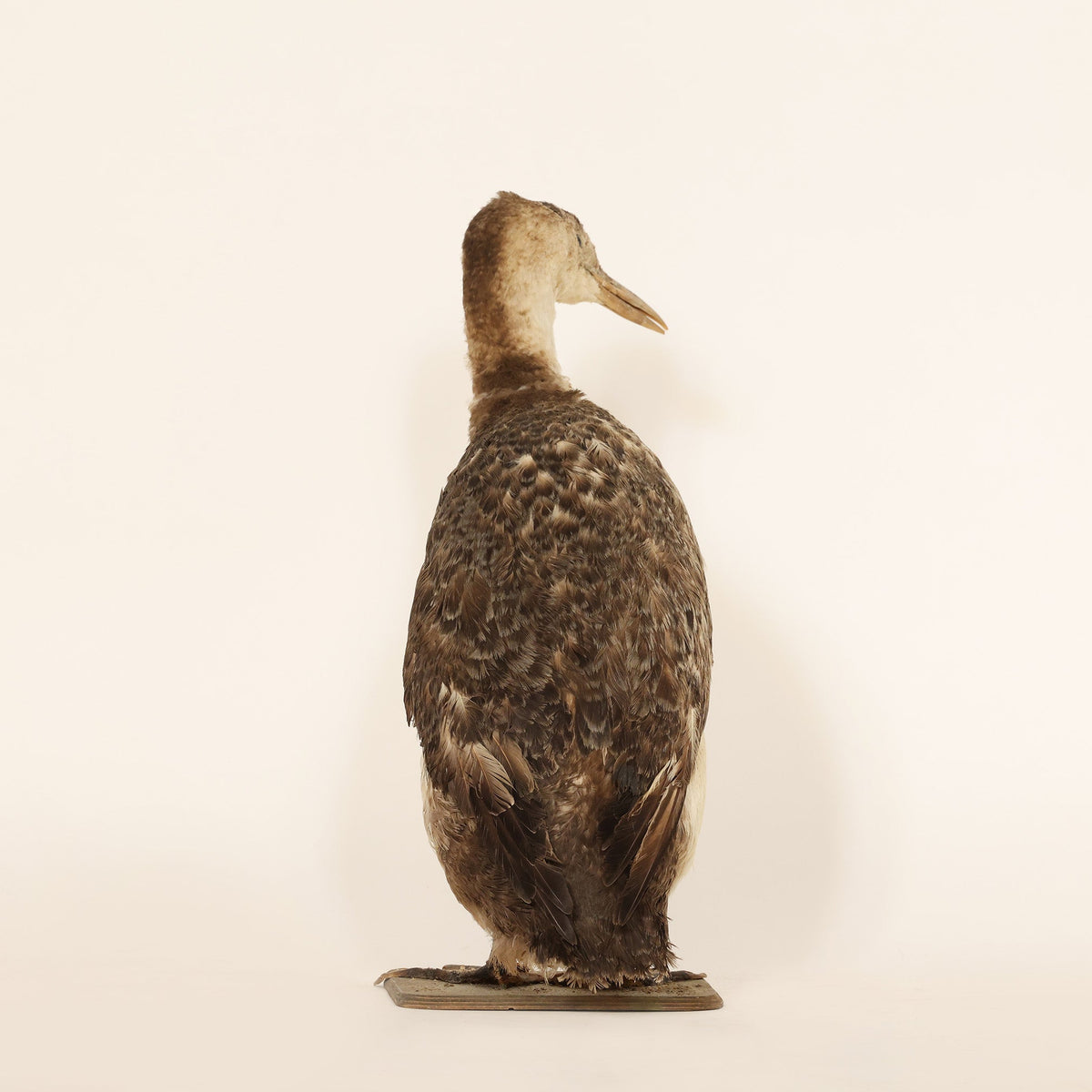 mounted taxidermy duck sculpture on a beige background.